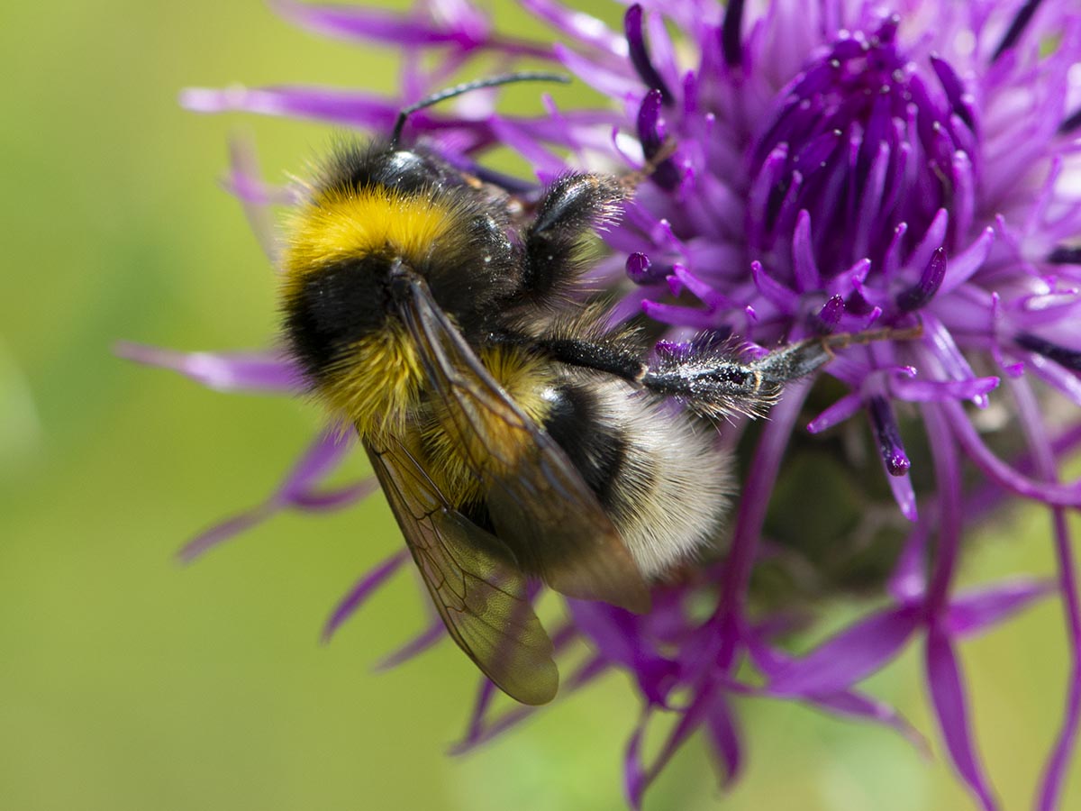 Habitus